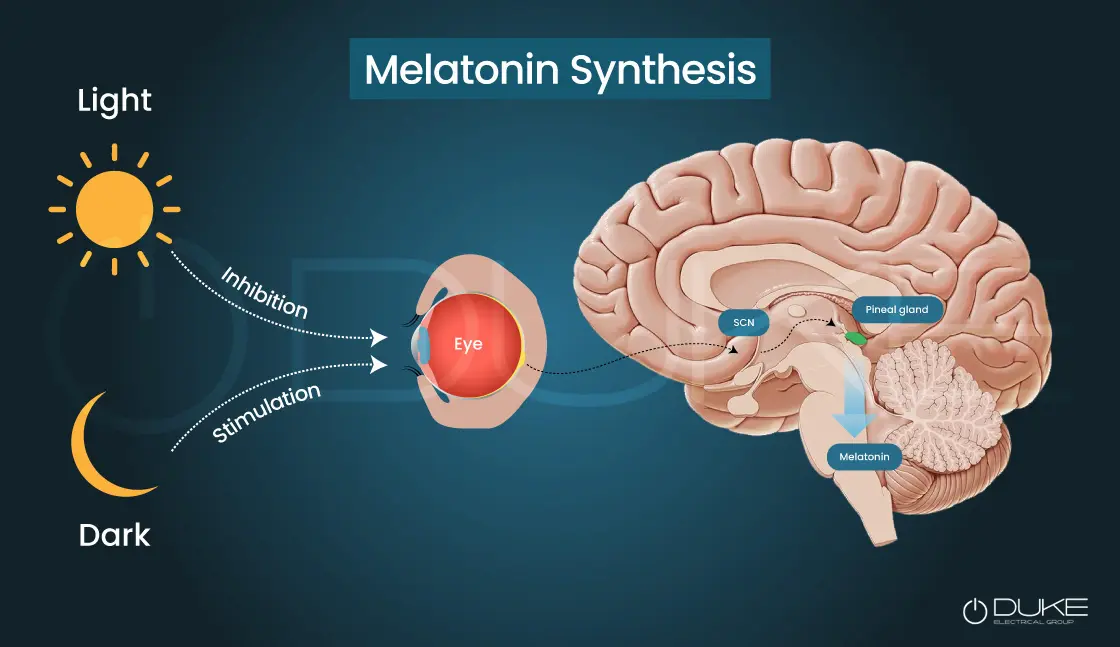 Melatonin Synthesis Pathway